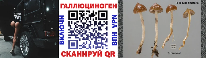 Галлюциногенные грибы Psilocybine cubensis Городец